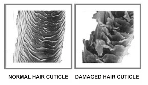 Normal-hair-cuticle-vs-damaged.png